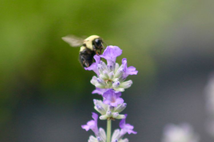 Lavender Recipes