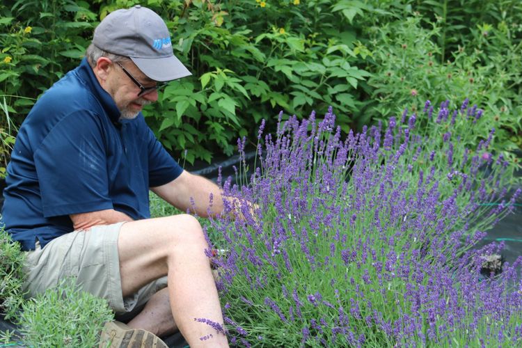 Growing Lavender